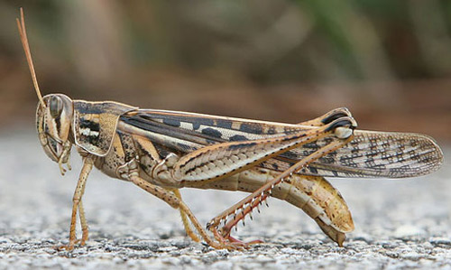 american_grasshopper01