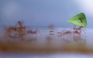 leafcutter ants